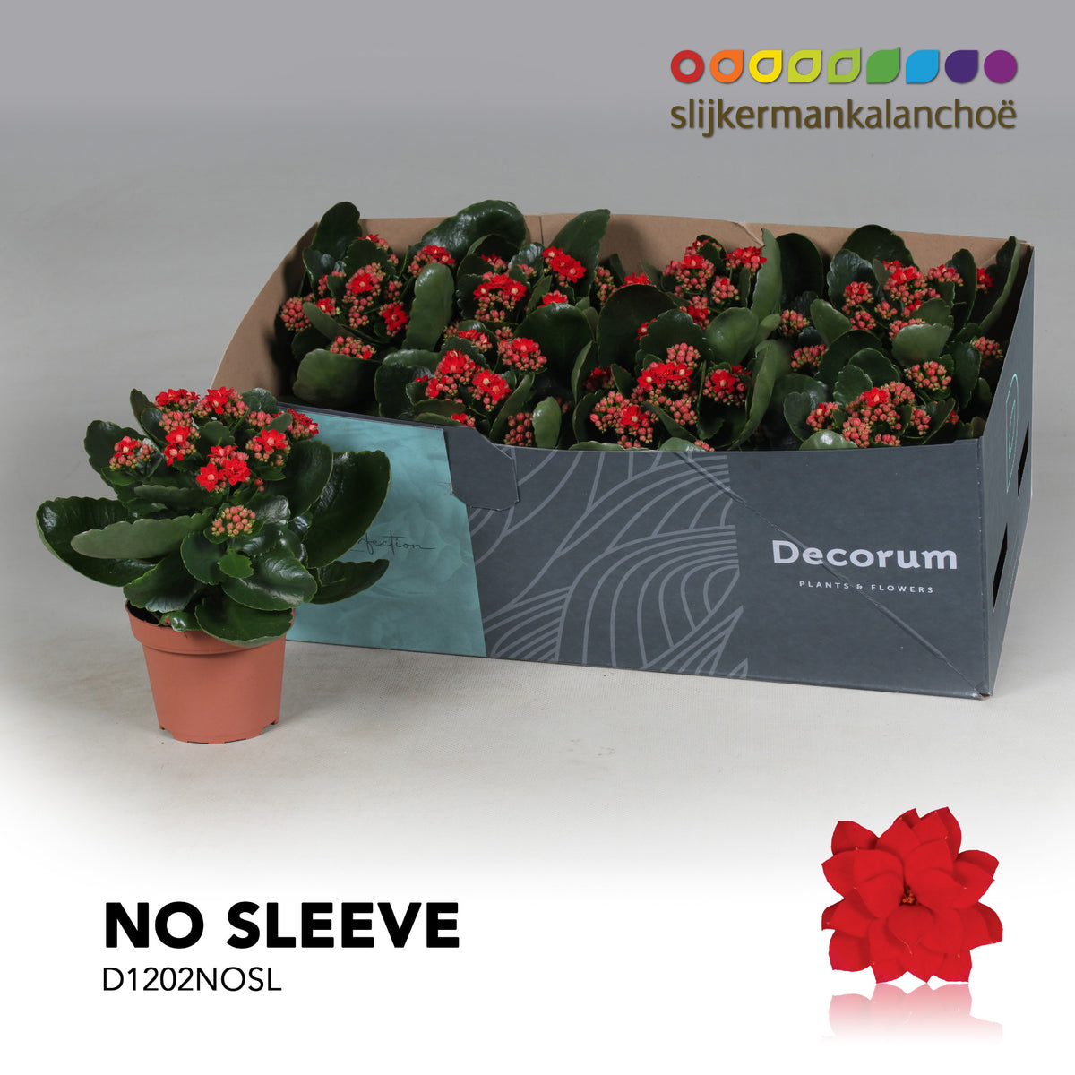 Kalanchoe Secret Red 24cm 12cm Pot