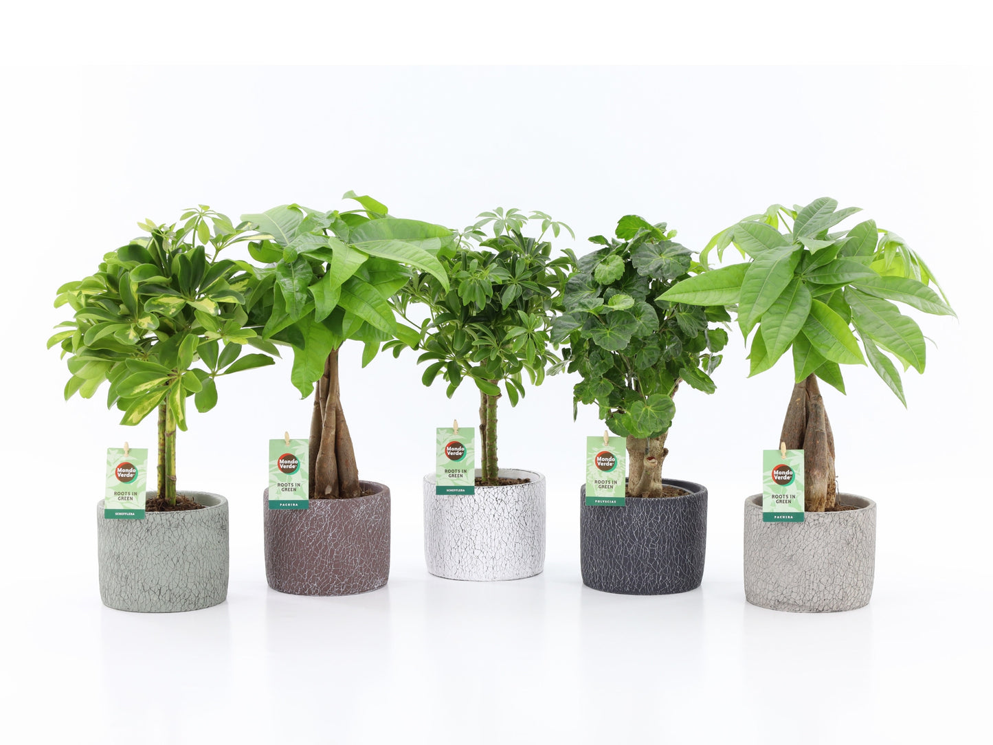 Foliage houseplants mix 45cm 14cm Pot