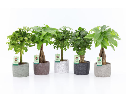 Foliage houseplants mix 45cm 14cm Pot