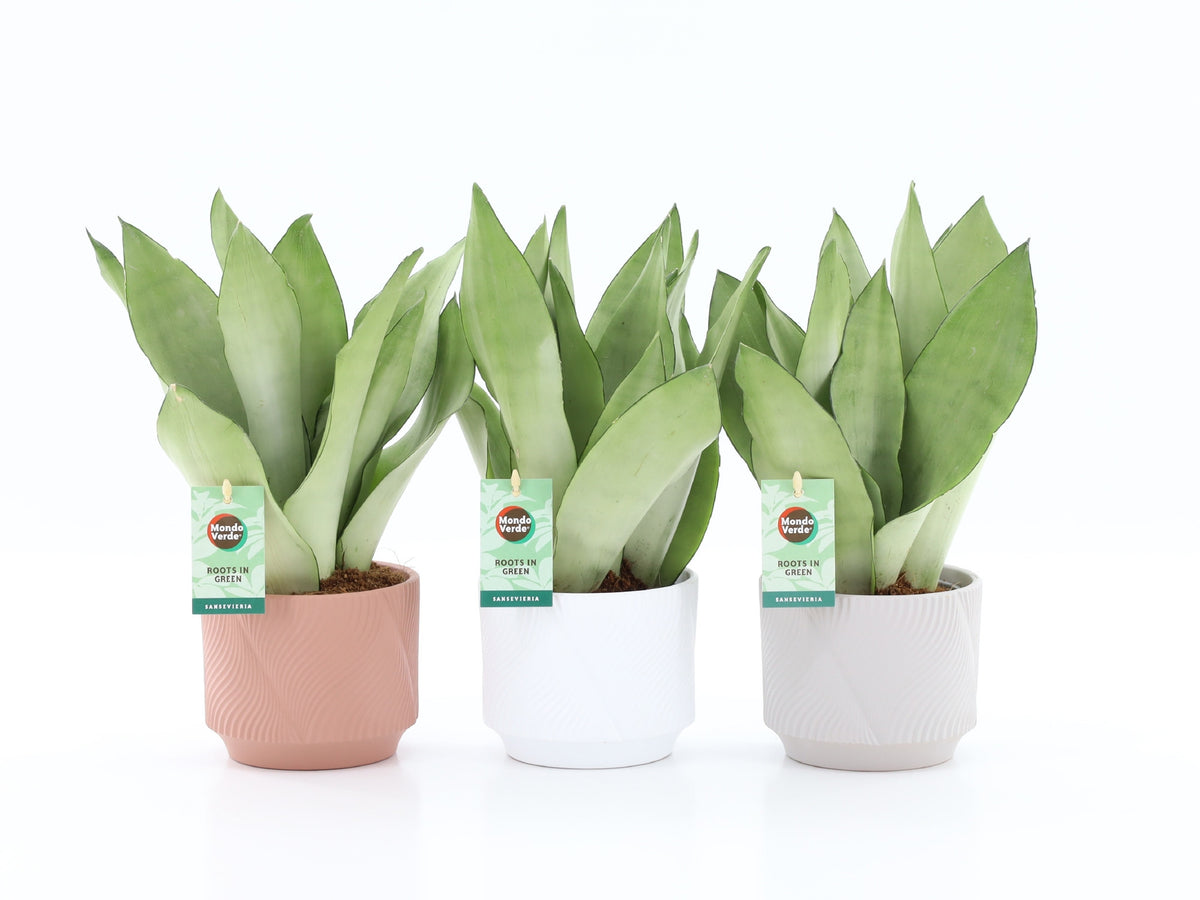 Sansevieria Moonshine 35cm 13cm Pot