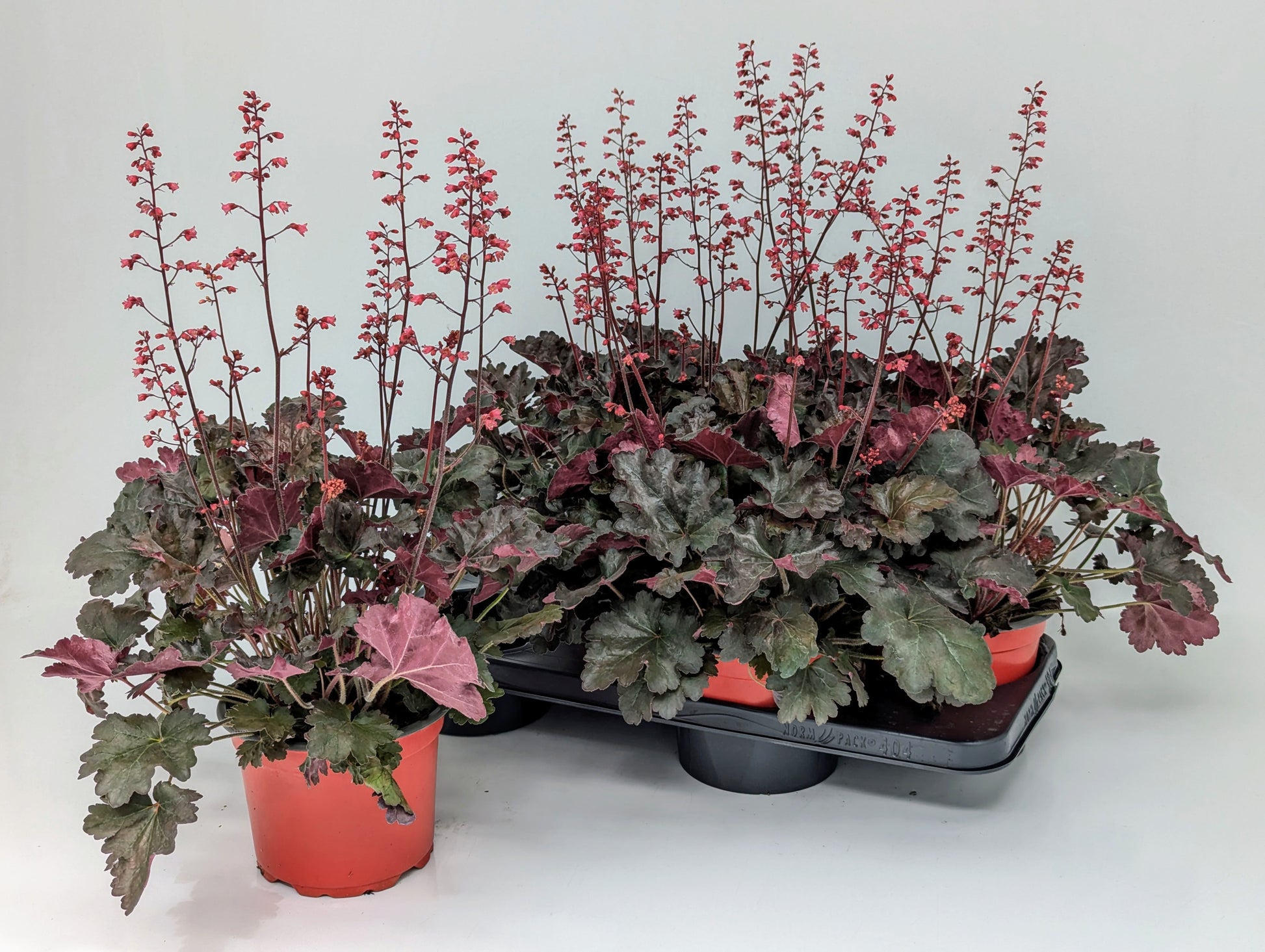 Heuchera hybrid 55cm 17cm Pot