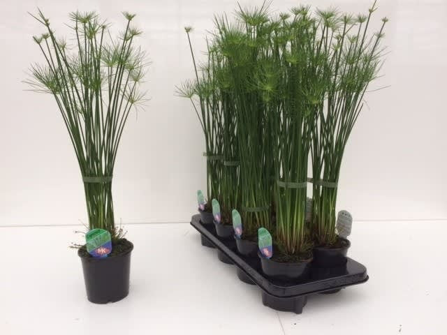 Keijzer M. Cyperus haspan Pack of 8