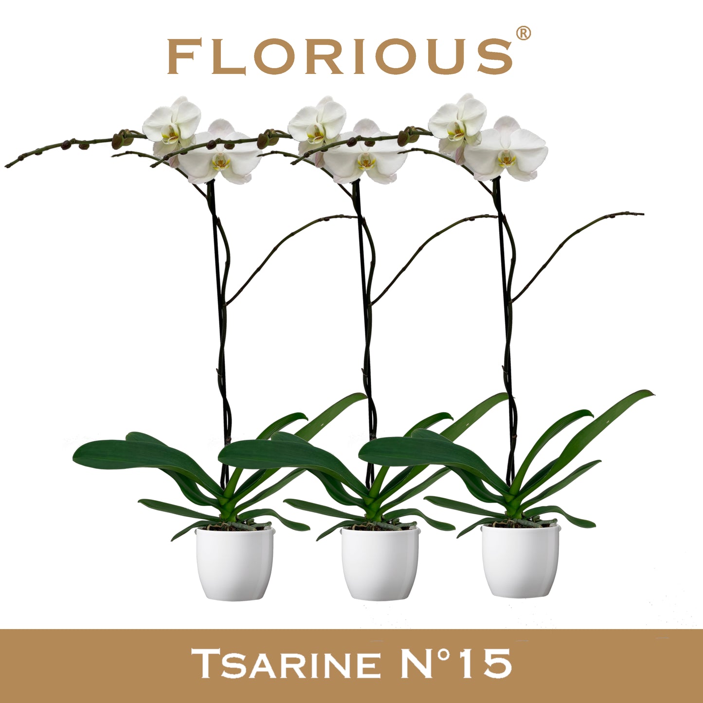 Phalaenopsis white 110cm 15cm Pot