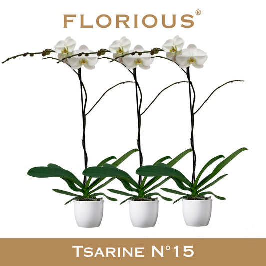 Phalaenopsis white 110cm 15cm Pot