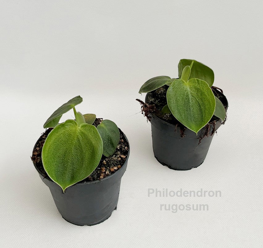 Philodendron scandens 15cm 12cm Pot