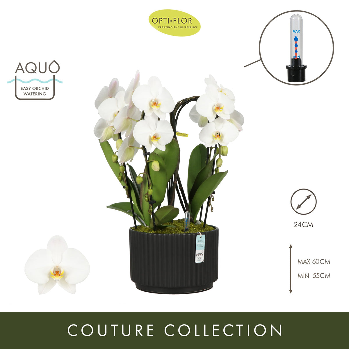 Phalaenopsis arrangement 24cm Pot