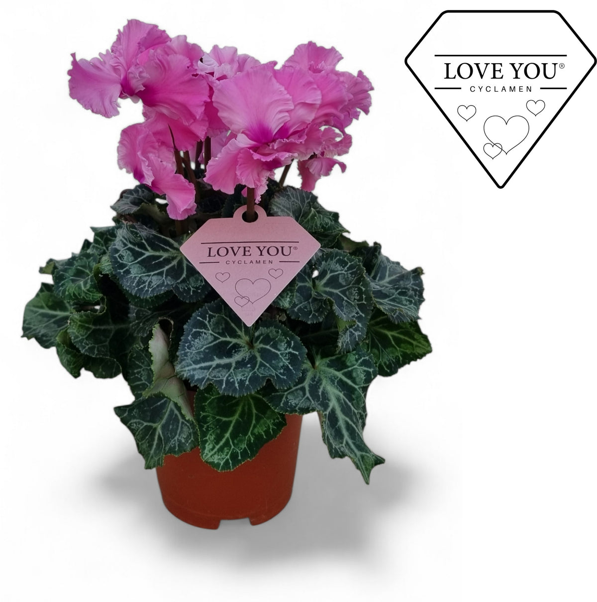 Cyclamen Merengue 20cm 10.5cm Pot