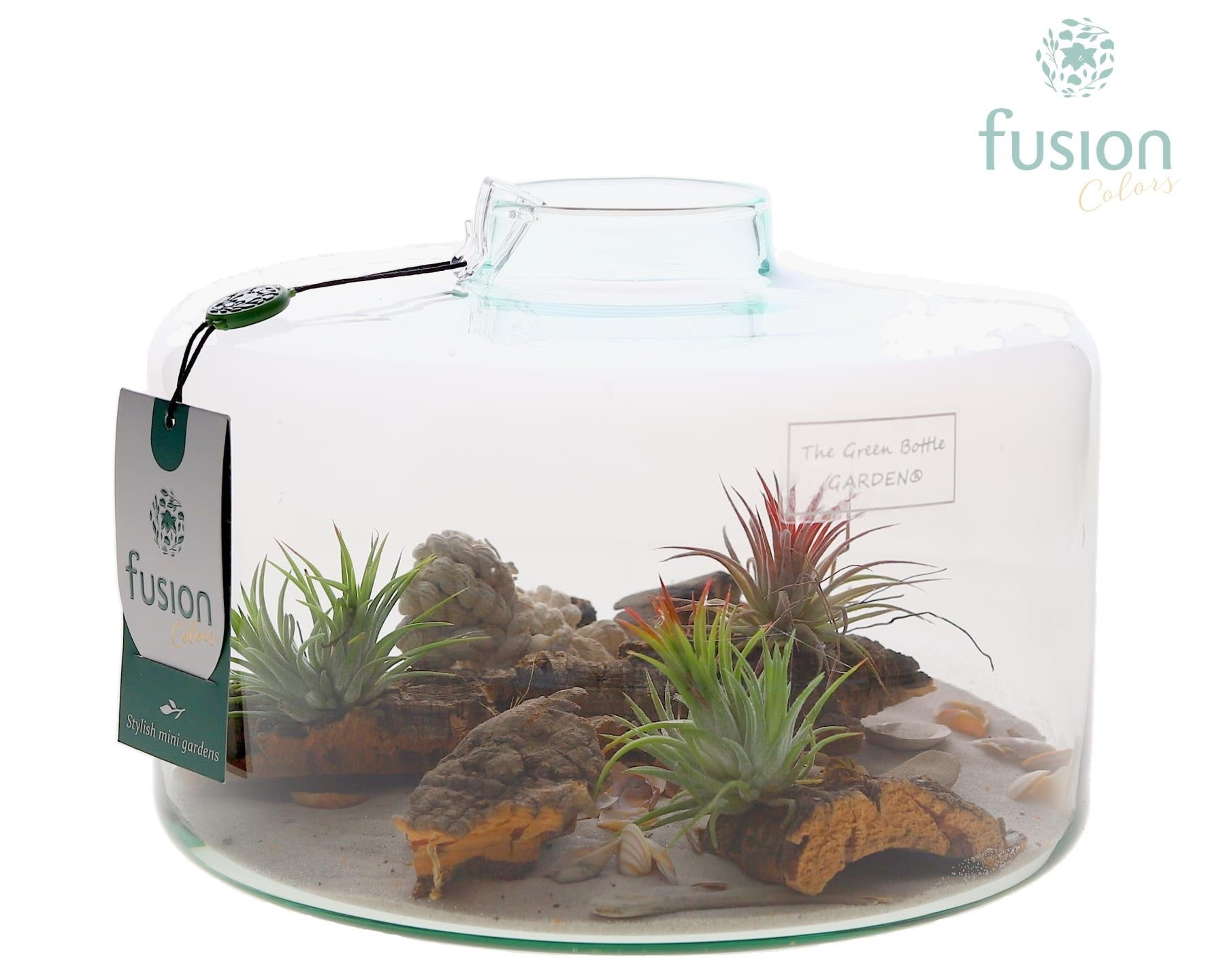 arr. Tillandsia 15cm 23cm Pot