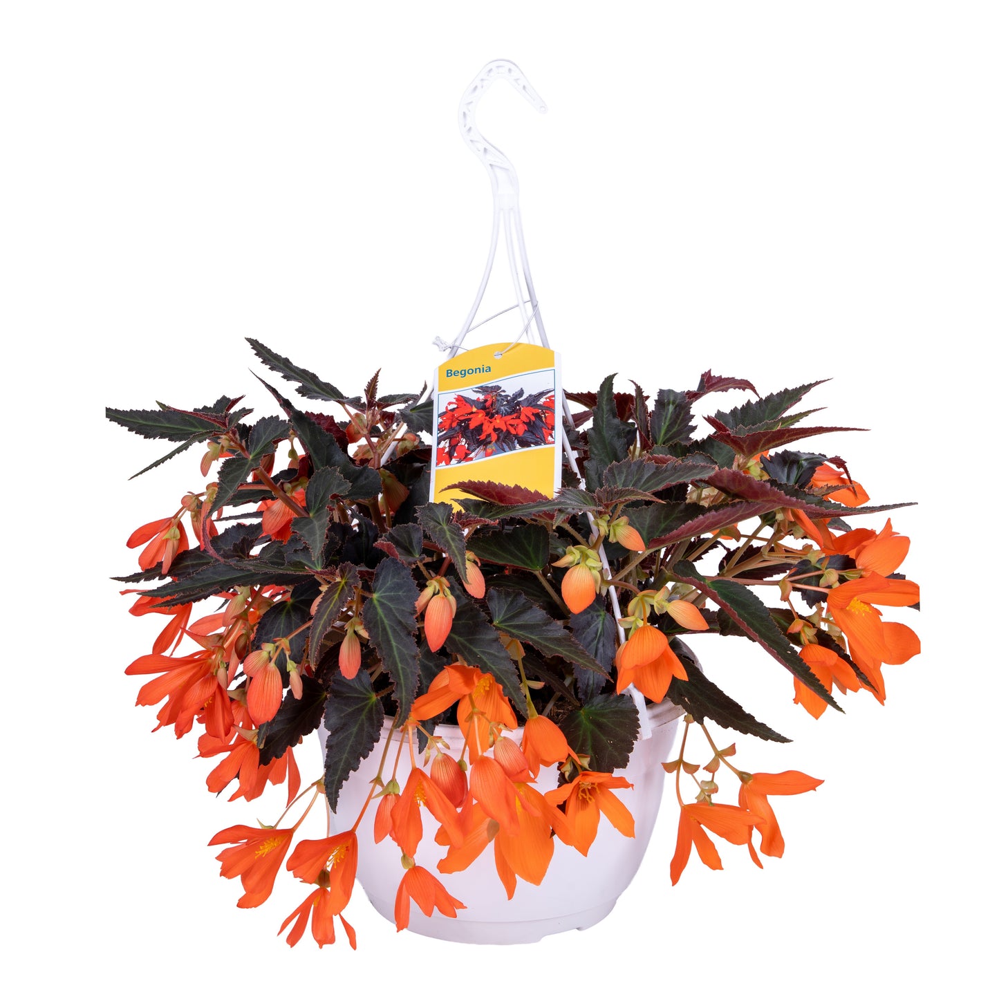 Meerrust Vof Begonia bol. Bonaparte Orange Pack of 1