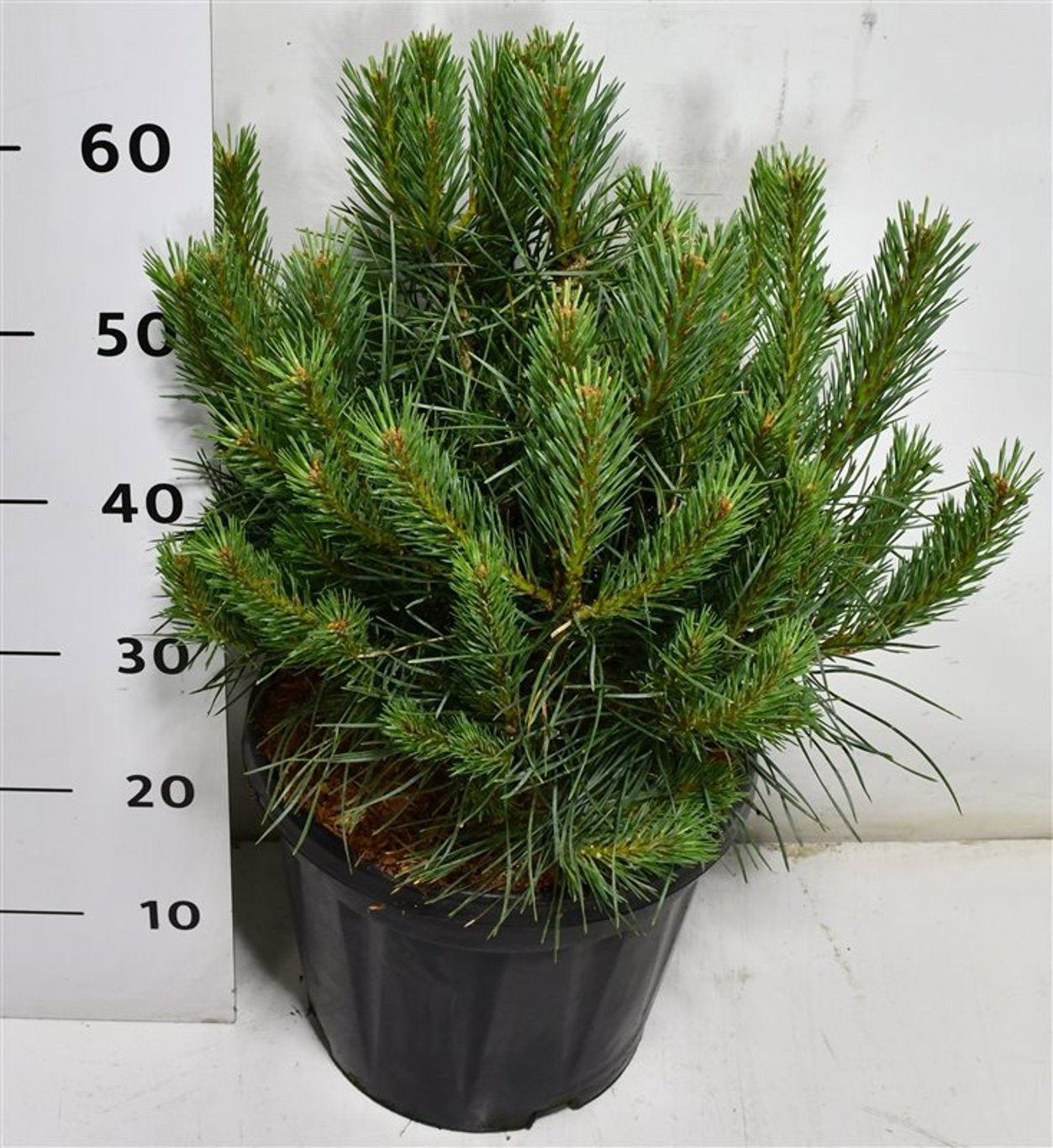 Pinus thunbergii 65cm 32cm Pot