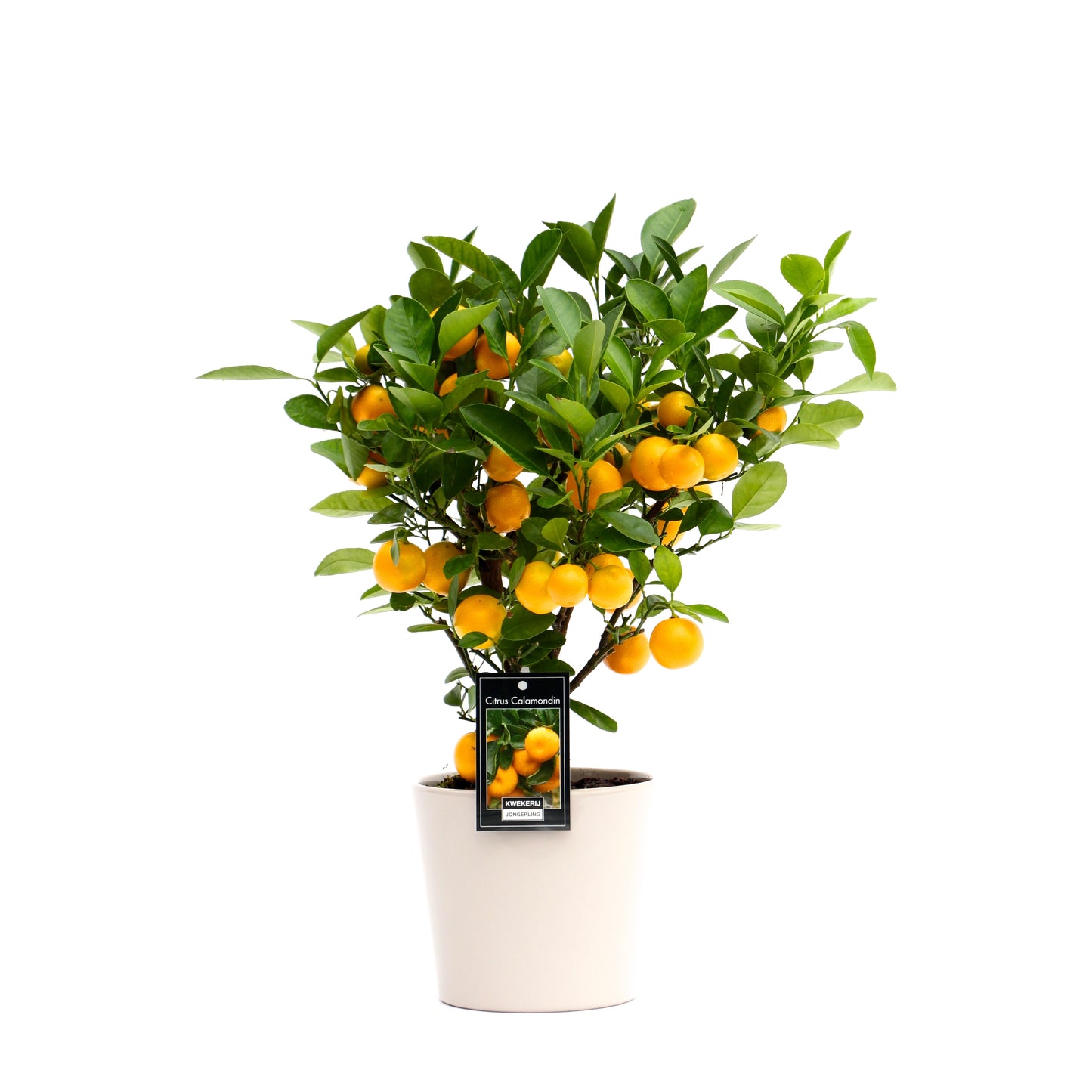 Citrus microcarpa 40cm 16cm Pot
