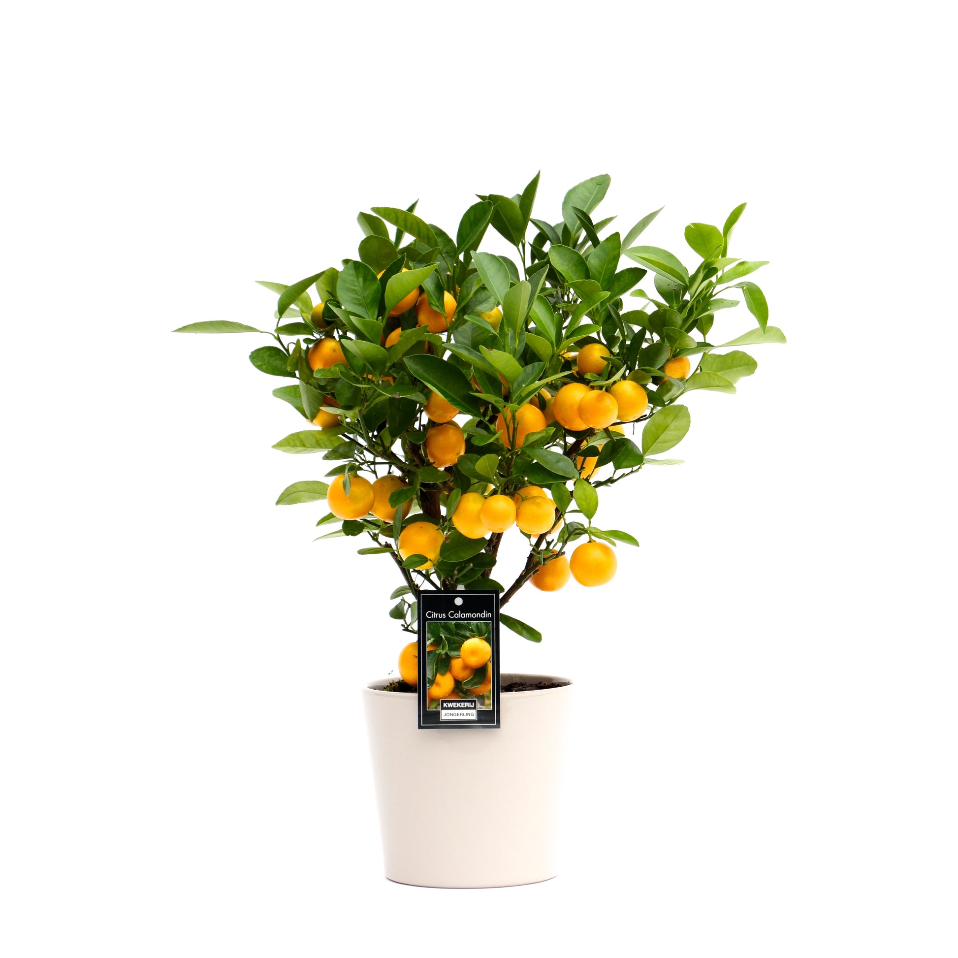 Citrus microcarpa 40cm 16cm Pot