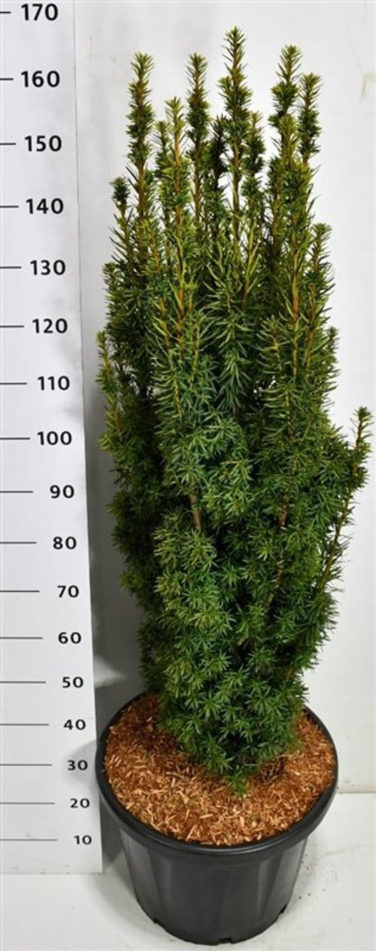 Taxus baccata David 160cm 48cm Pot