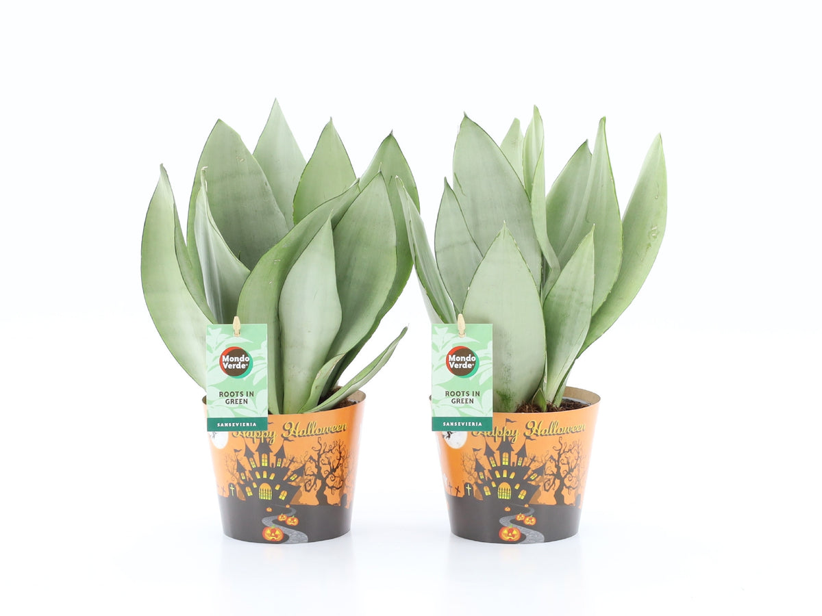 Sansevieria Moonshine 35cm 12cm Pot