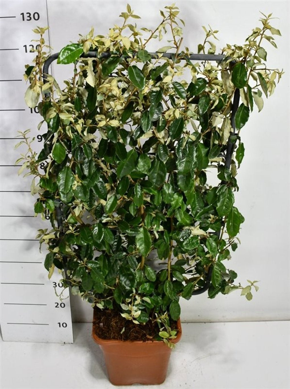Elaeagnus ebbingei 130cm 38cm Pot