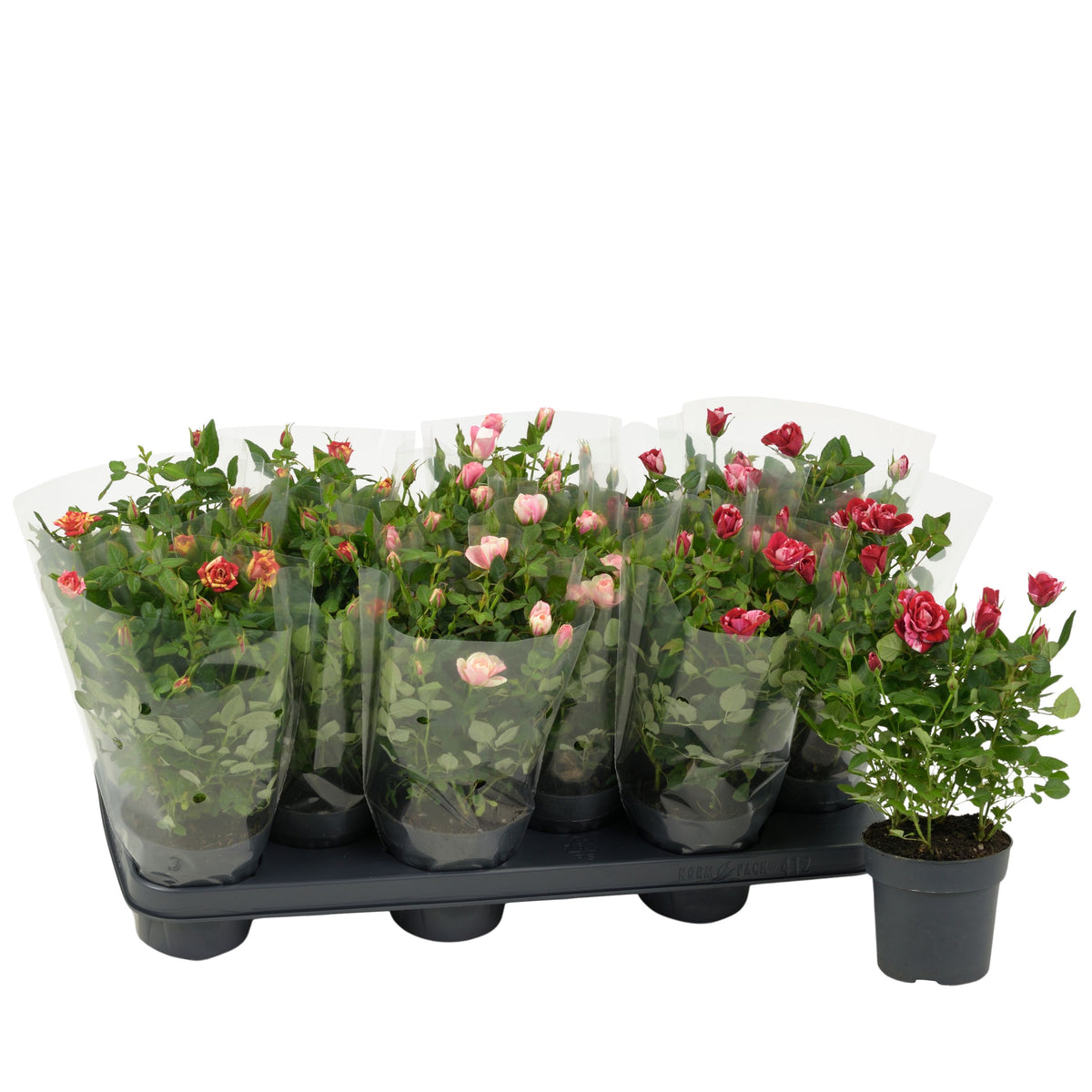 Roses Victory mix 28cm 10.5cm Pot