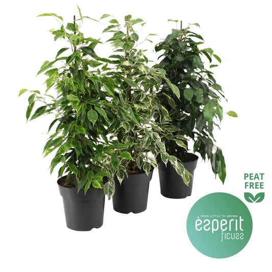 Esperit Plants Ficus benjamina Royal mix Pack of 6