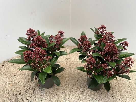 Skimmia japonica Rubella 325cm 11cm Pot