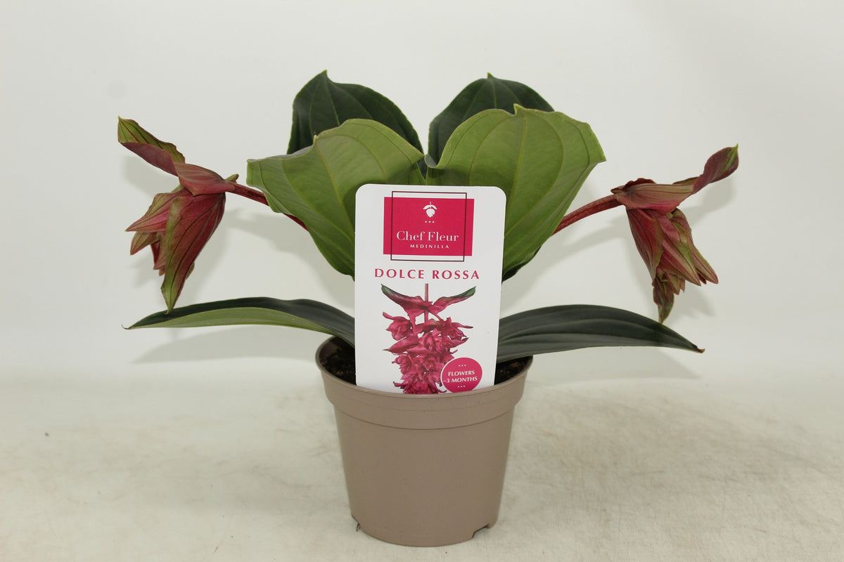Medinilla mag. Dolce Rossa 30cm 14cm Pot