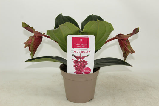 Medinilla mag. Dolce Rossa 30cm 14cm Pot