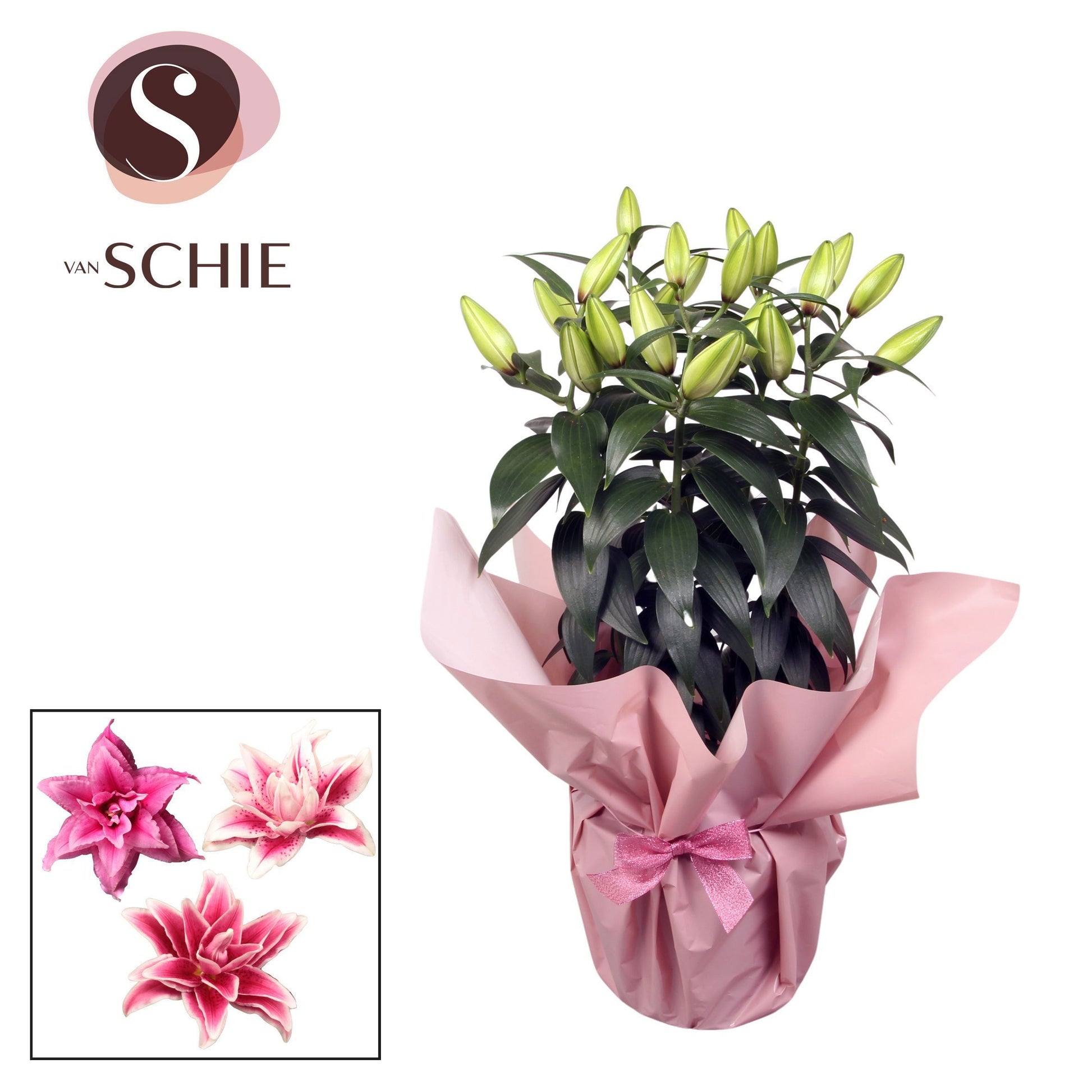 Lilium oriental mix 60cm 19cm Pot