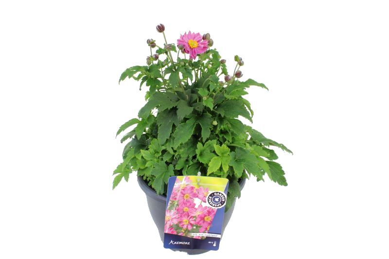 Anemone hupehensis 50cm 23cm Pot