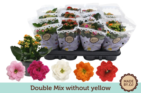 Kalanchoe mix 19cm 9cm Pot
