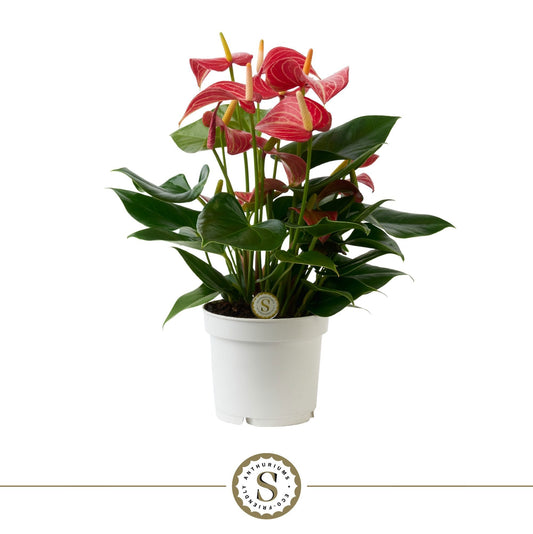 Anthurium Livium Red Micro 40cm 12cm Pot