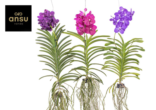 Ansu Vanda mix XXL Pack of 6