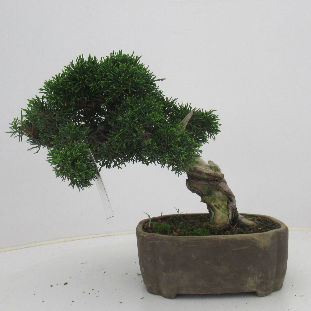Juniperus chinensis 25cm 17cm Pot