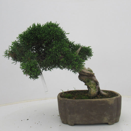 Juniperus chinensis 25cm 17cm Pot