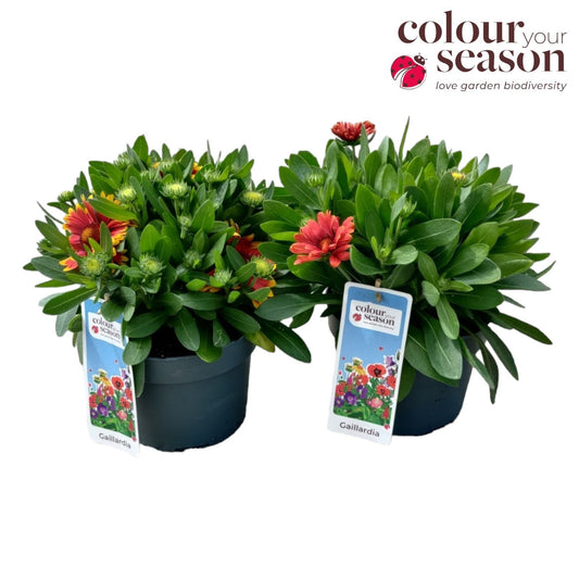 Gaillardia Springtop red 40cm 19cm Pot