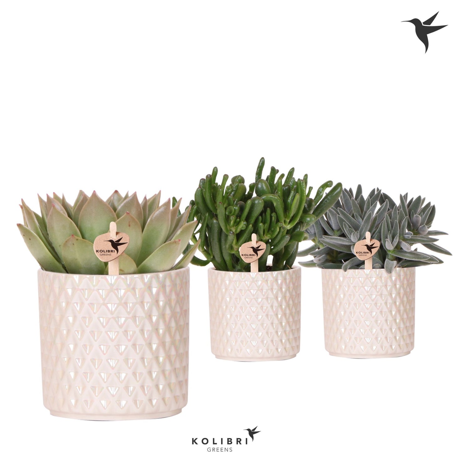 Succulent mix 26cm 12cm Pot