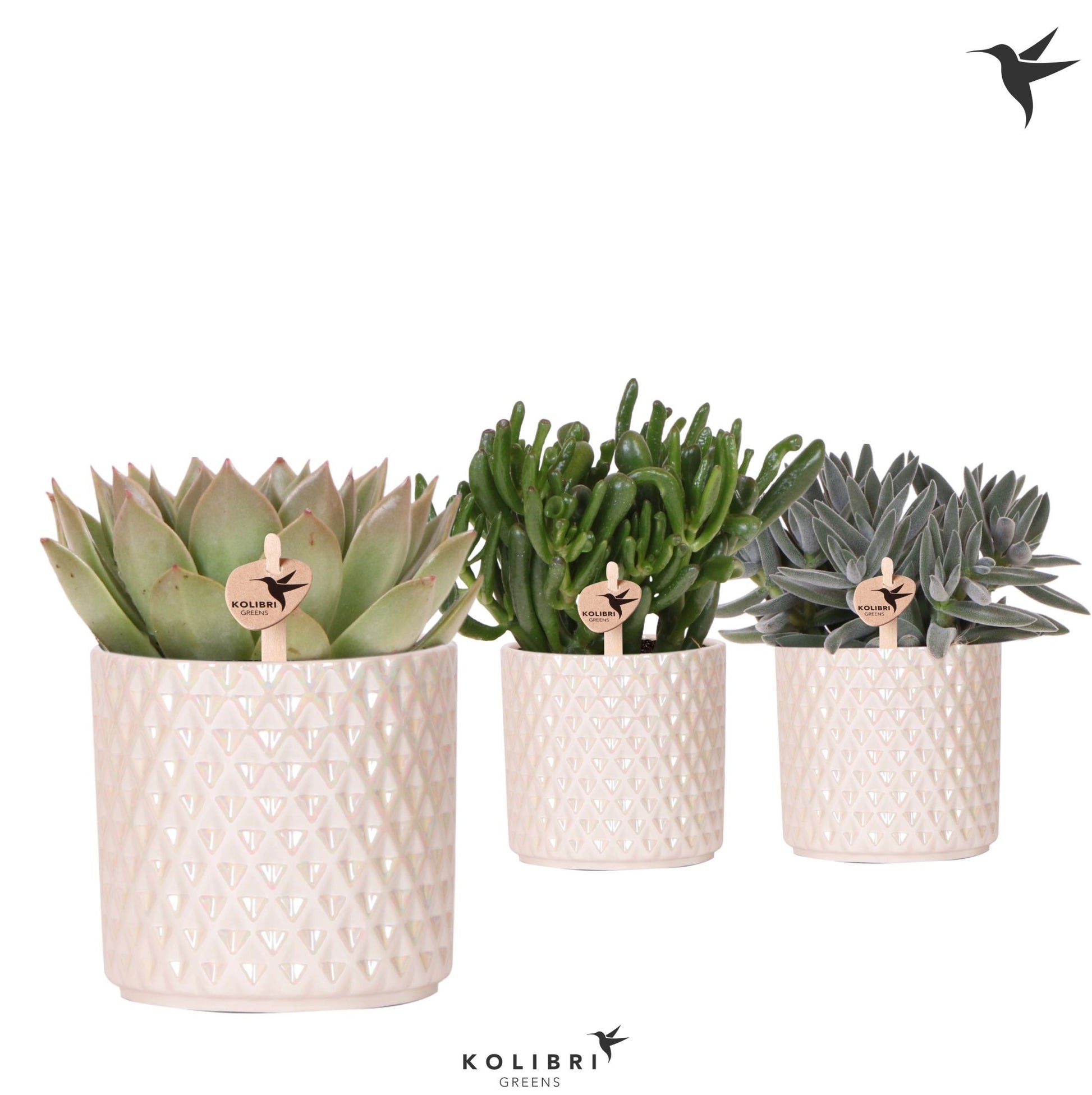 Succulent mix 26cm 12cm Pot
