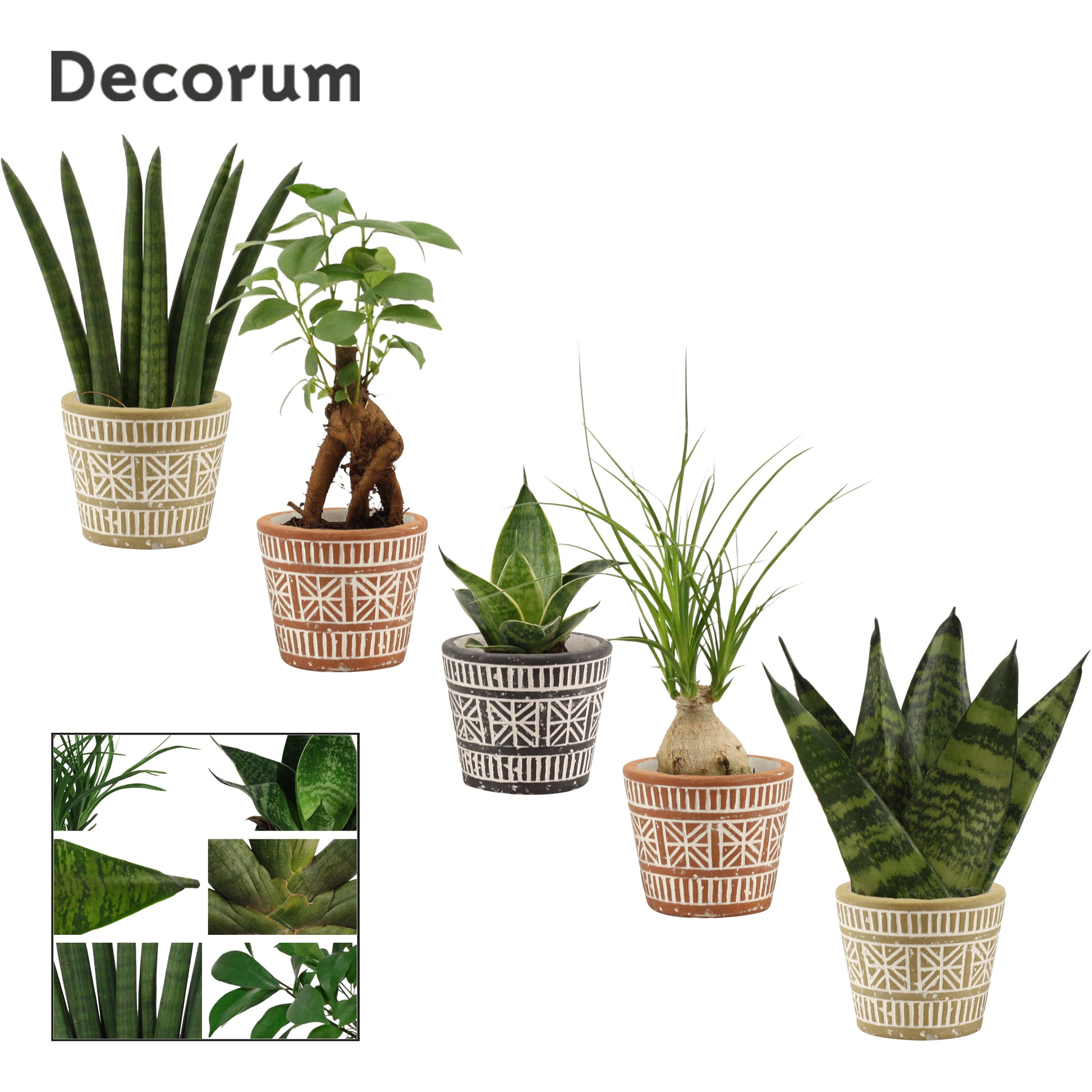 Duijn-Hove BV, kwekerij Foliage houseplants mix Pack of 15