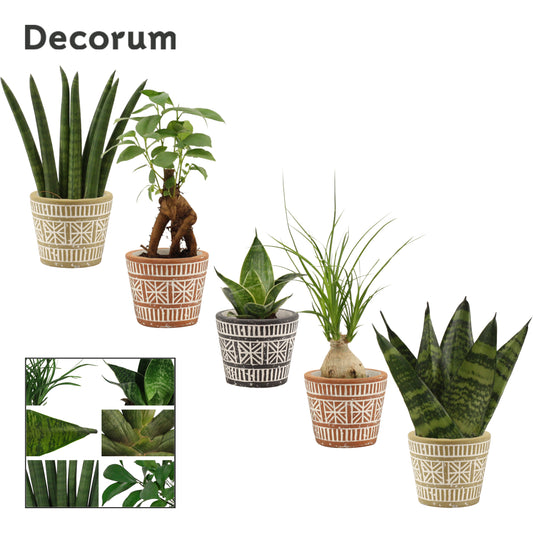 Duijn-Hove BV, kwekerij Foliage houseplants mix Pack of 15