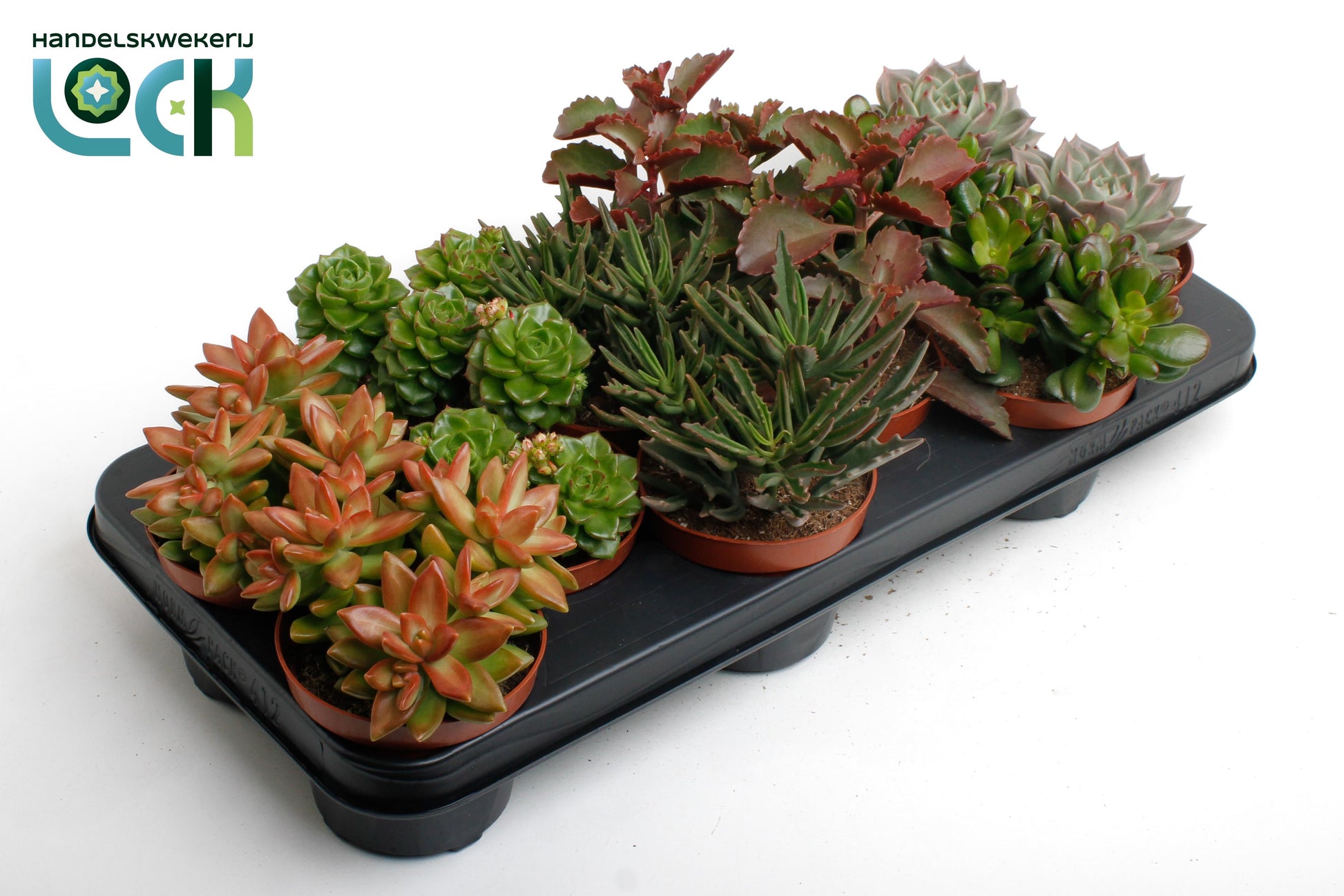 Herfst Mix 15cm 10.5cm Pot