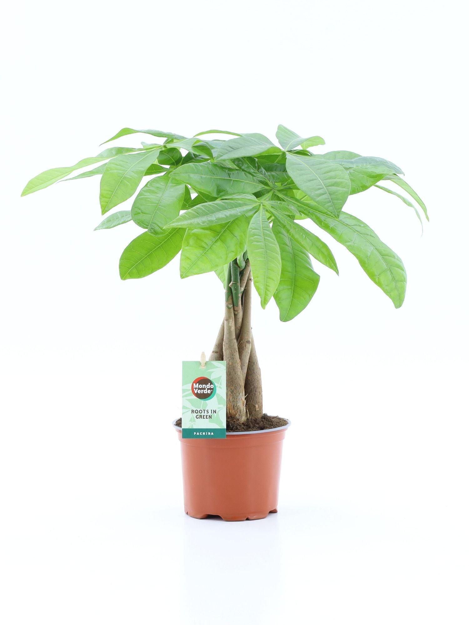 Pachira aquatica 45cm 12cm Pot