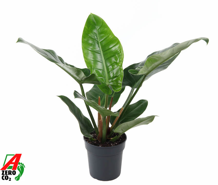 Philodendron Imperial Green 60cm 19cm Pot