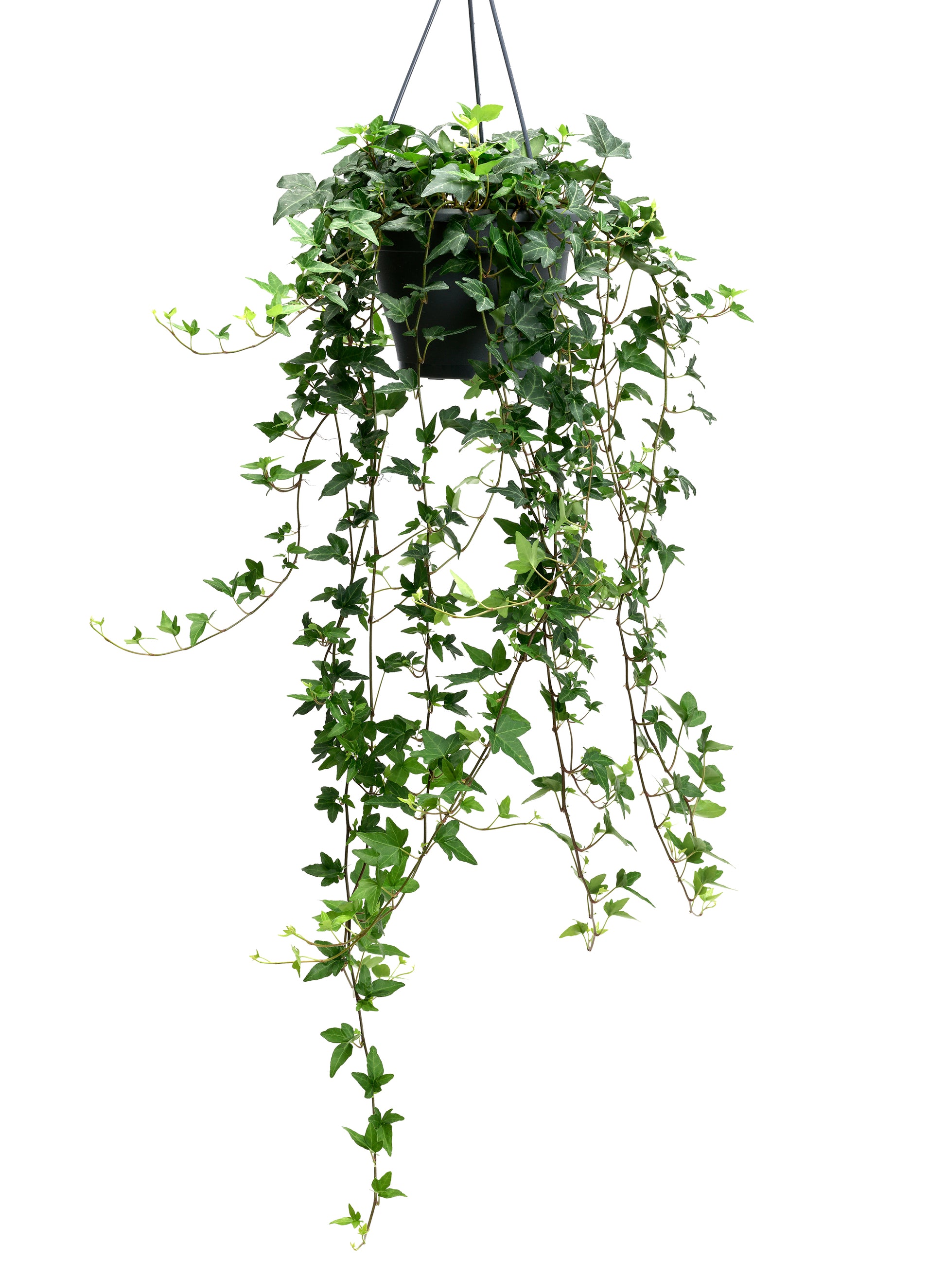 Hedera helix Shamrock 19cm Pot