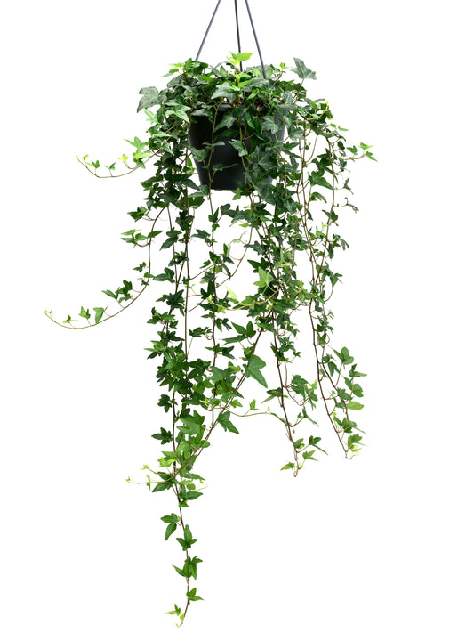 Hedera helix Shamrock 19cm Pot