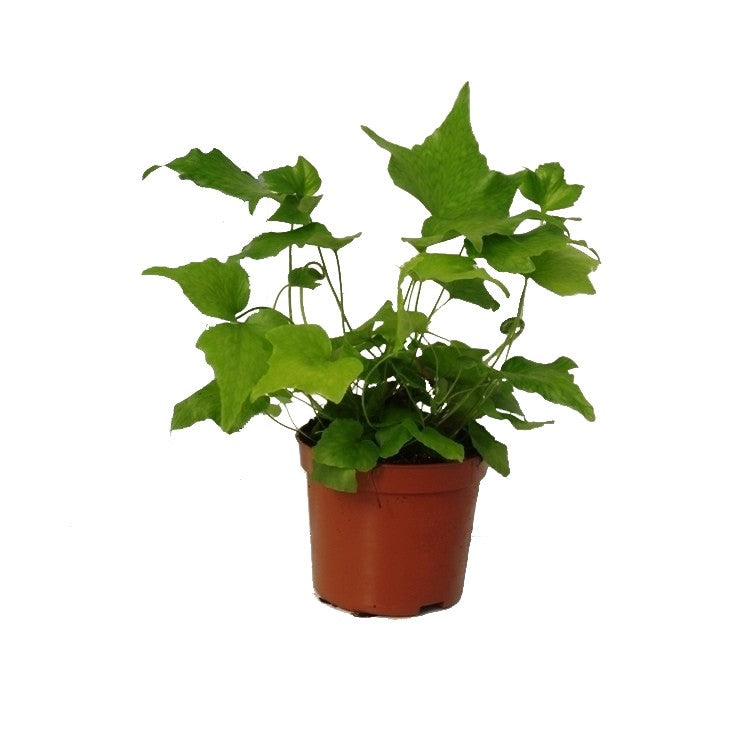 Cyrtomium falcatum 20cm 8.5cm Pot
