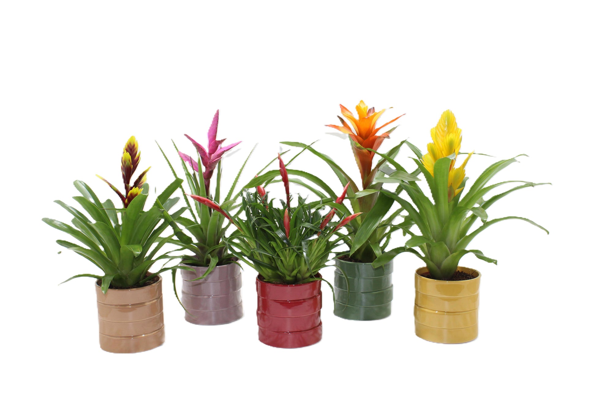 Bromelia mix 45cm 12cm Pot