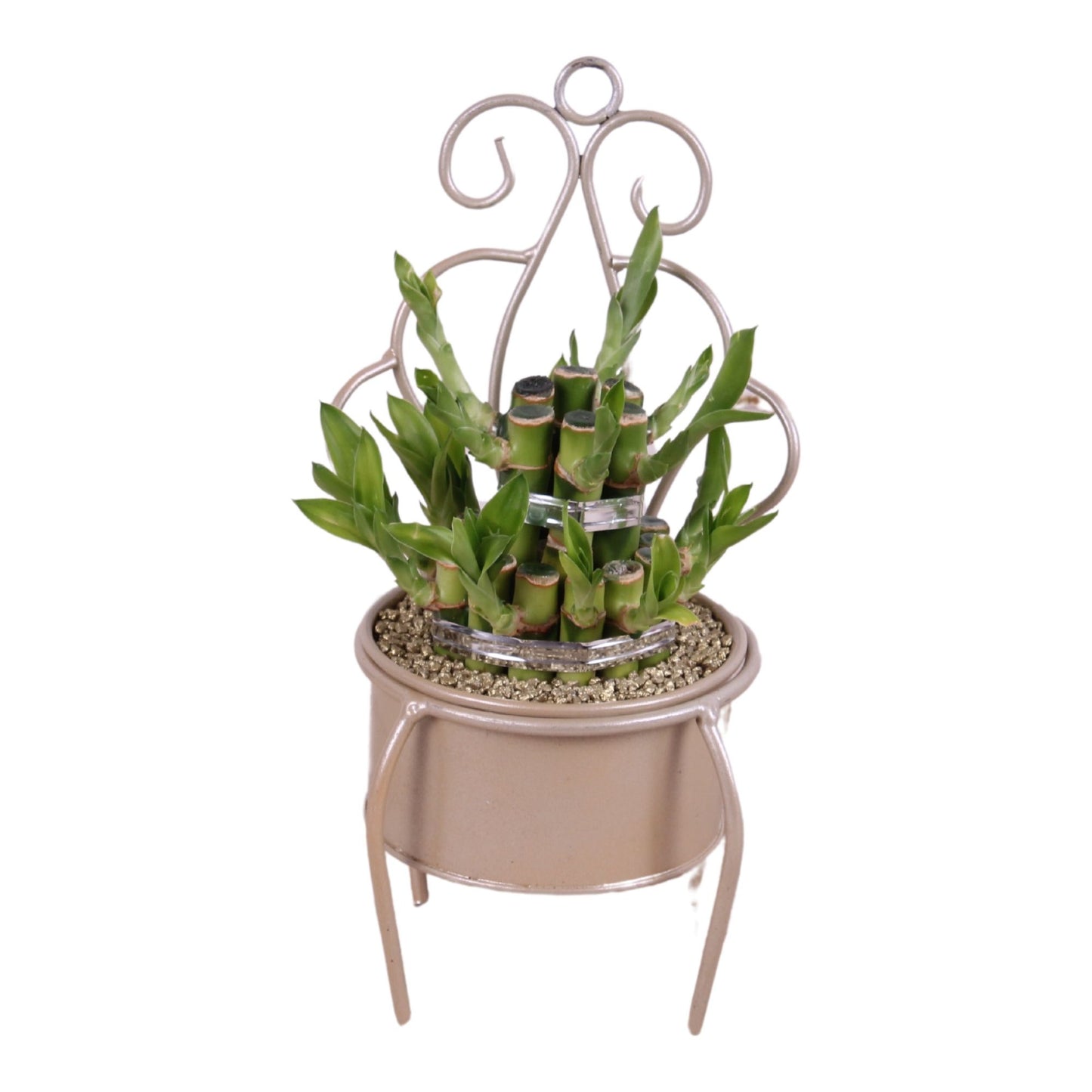 Drac. Lucky Bamboo 28cm 12cm Pot