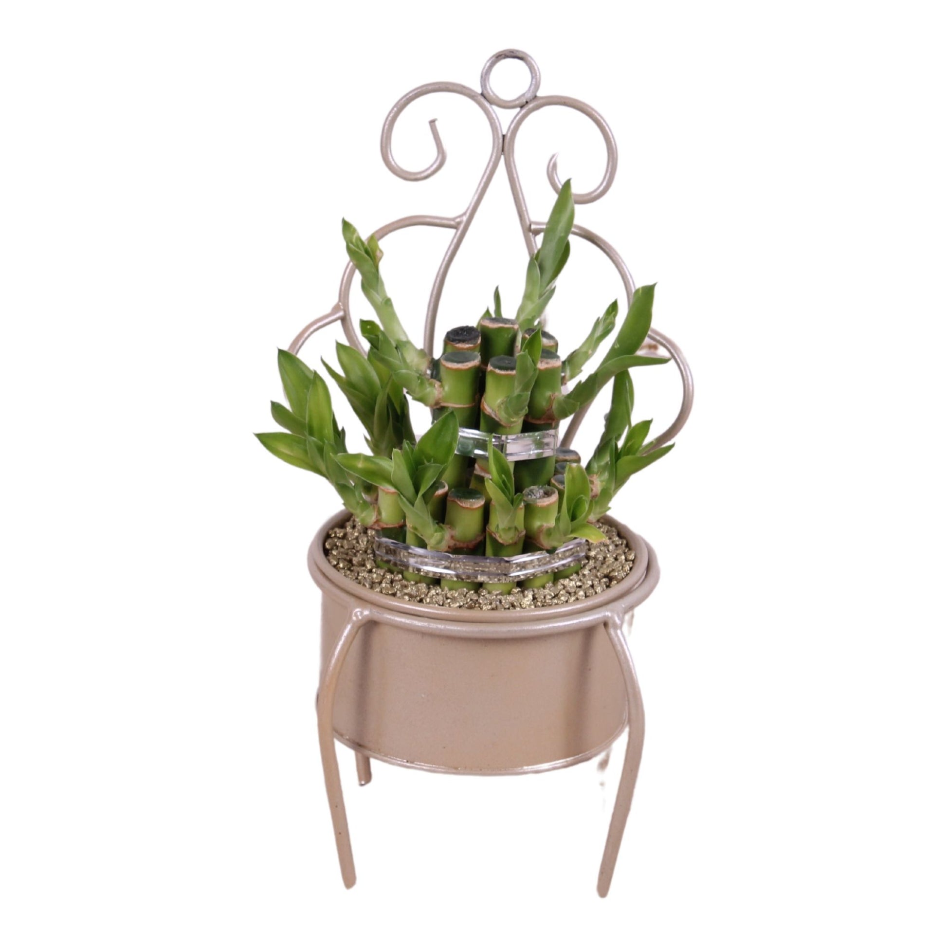 Drac. Lucky Bamboo 28cm 12cm Pot