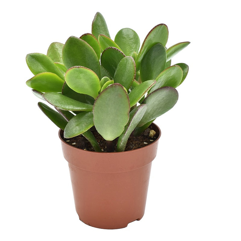 Crassula ovata 14cm 8.5cm Pot