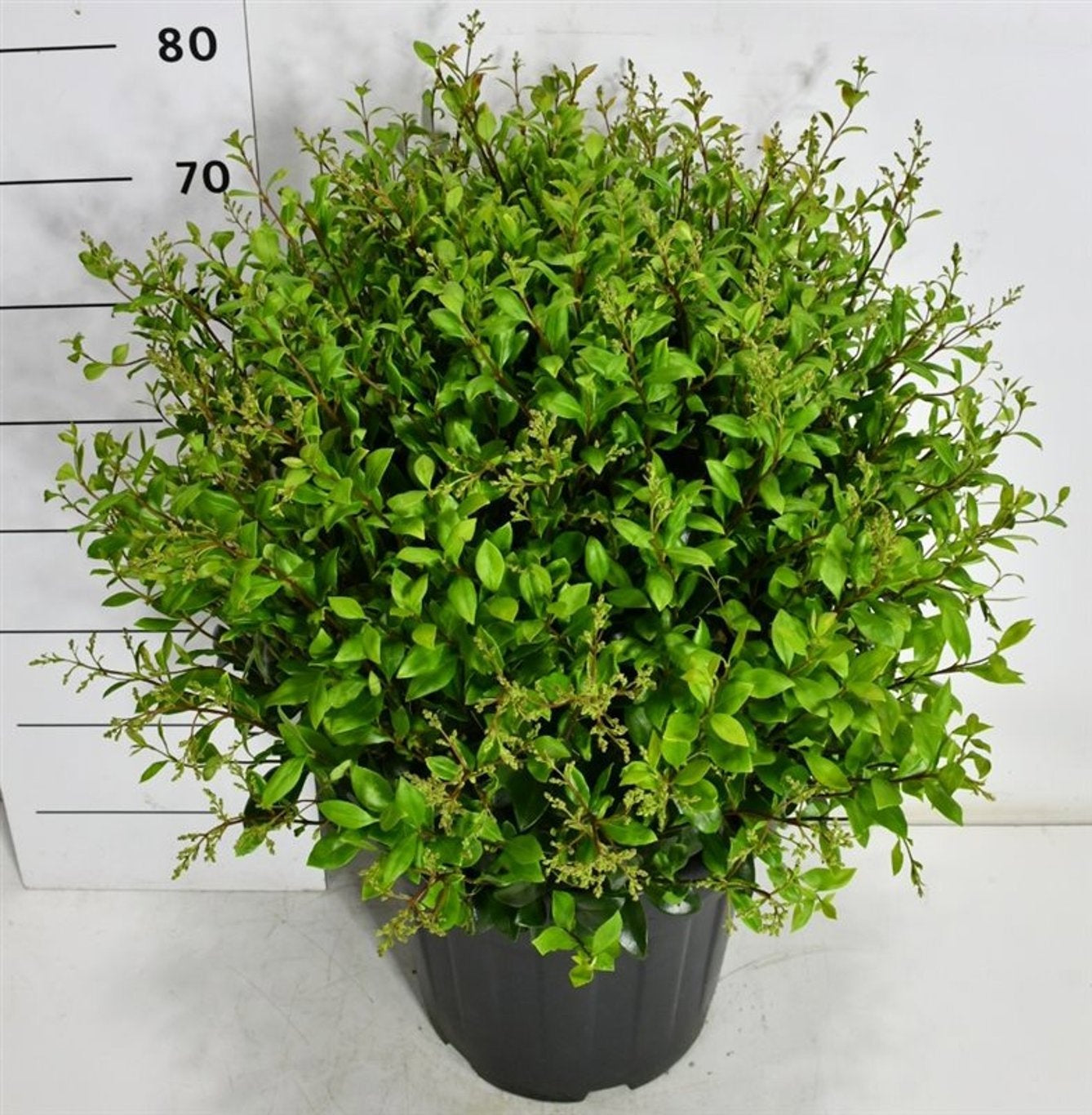 Ligustrum japonicum 80cm 38cm Pot