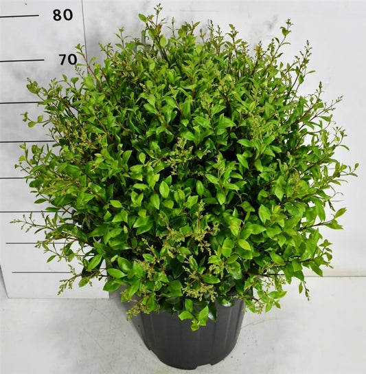 Ligustrum japonicum 85cm 38cm Pot
