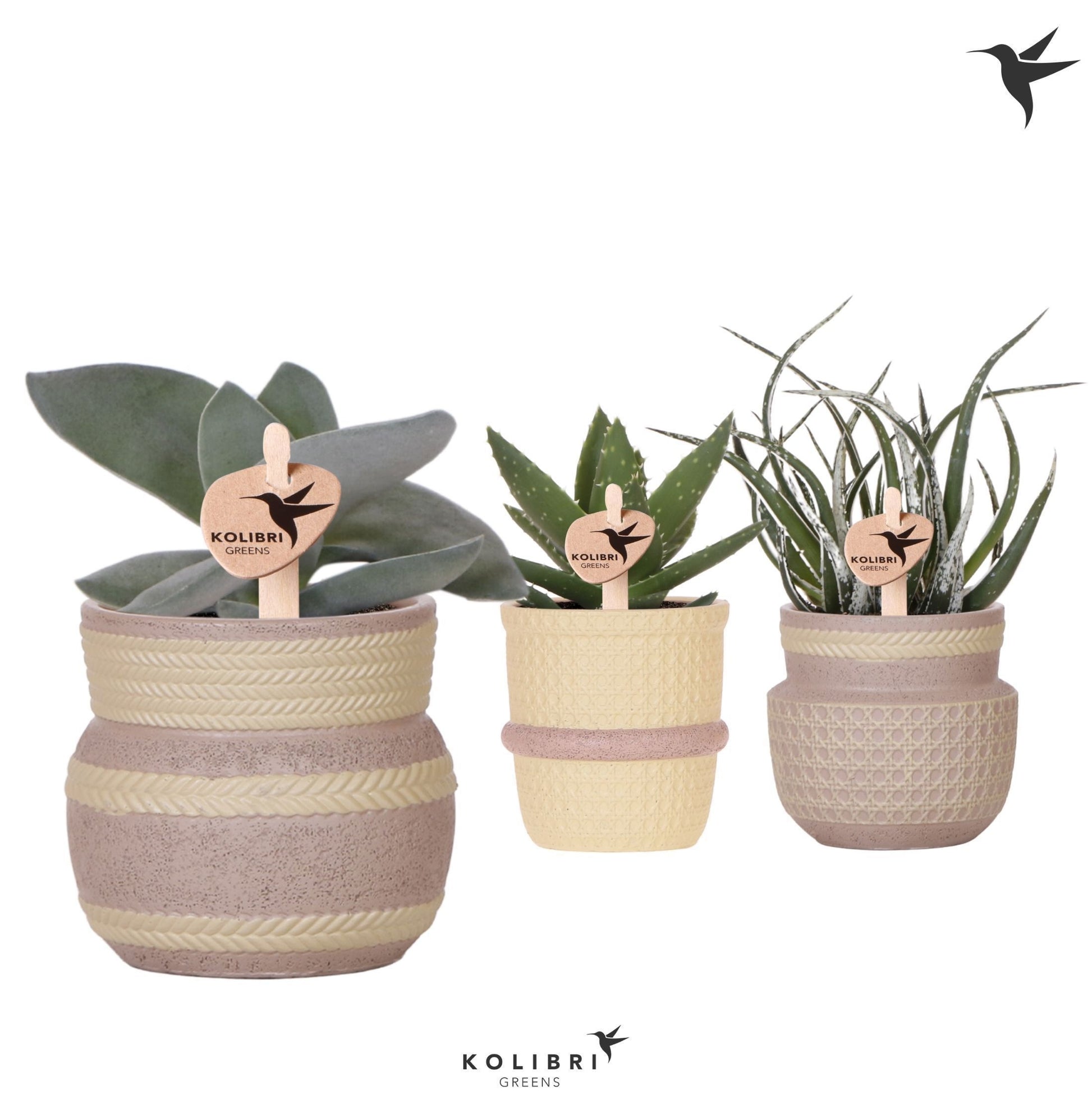 OK Plant Succulenten mix (+ drp.Ethnic) Pack of 6