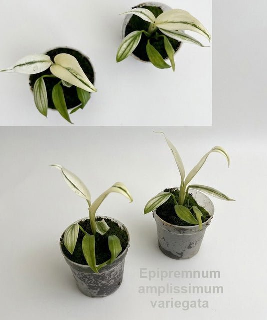 Epipremnum 15cm 7cm Pot